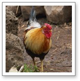 Chicken project