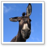 Donkey Library